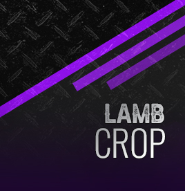 Lamb Crop