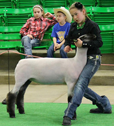 Johnson Family Show Stock