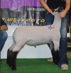 Johnson Family Showstock