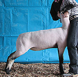 Johnson Family Show Stock