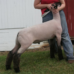 Johnson Family Show Stock